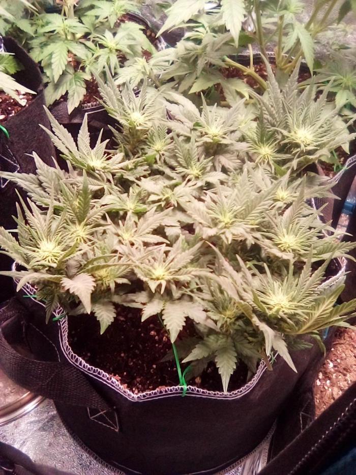 Mephisto-wedding doves. Week 4