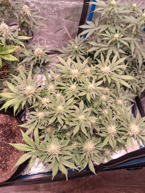Mephisto-wedding doves. Week 6