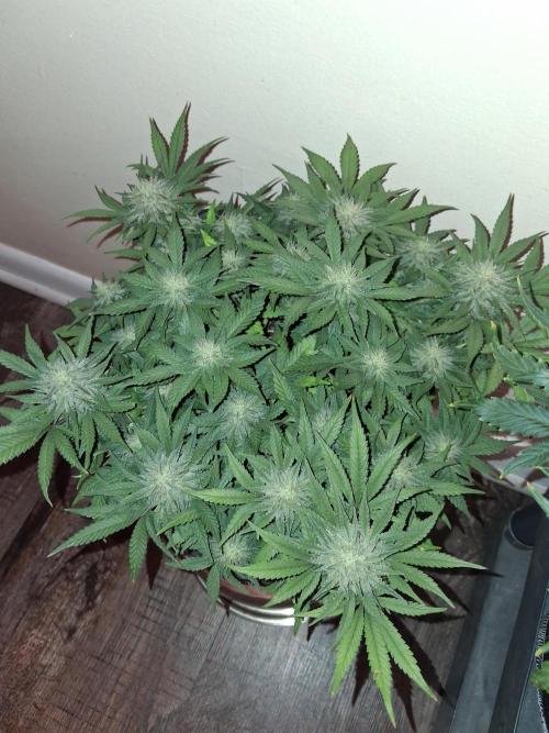 Mephisto-wedding doves. Week 6