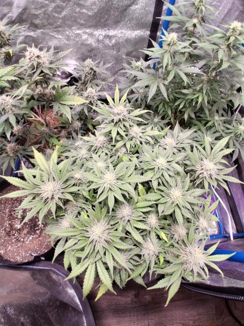 Mephisto-wedding doves. Week 6