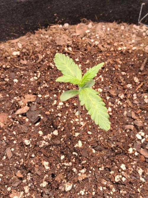 Purple Skywalker OG. Week 1