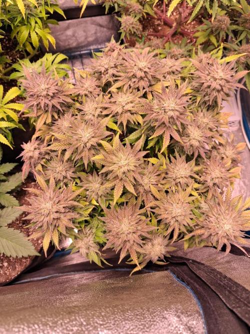 Mephisto-wedding doves. Week 8