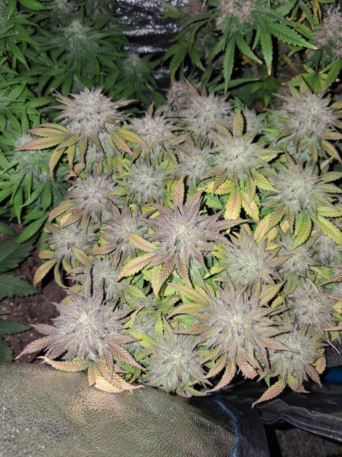 Mephisto-wedding doves. Week 8