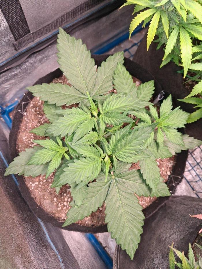 Purple Skywalker OG. Week 3 - Doing good after topping she really took off, also I see one or two preflowers