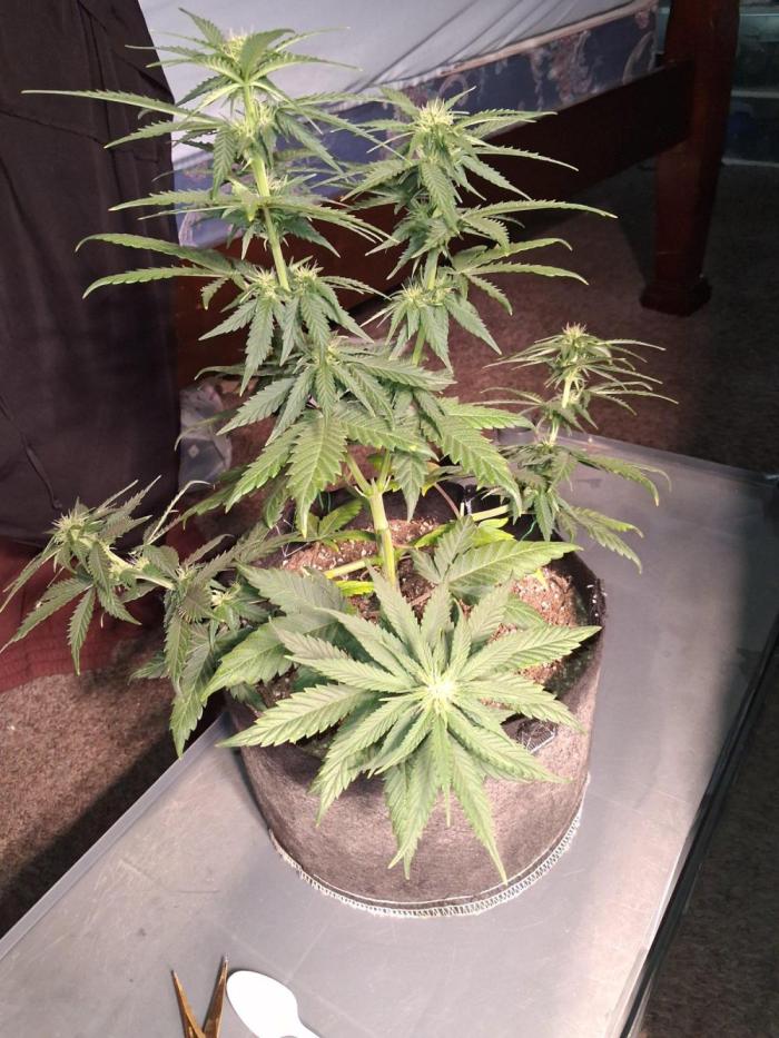 Purple Skywalker OG. Week 6 - Getting there