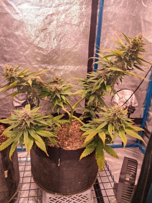 Purple Skywalker OG. Week 7 - End