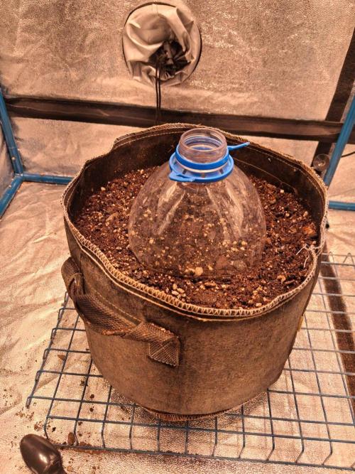 Cannabiz GG4. Week 0