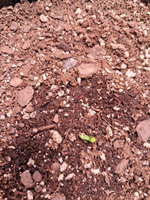 Cannabiz GG4. Week 0