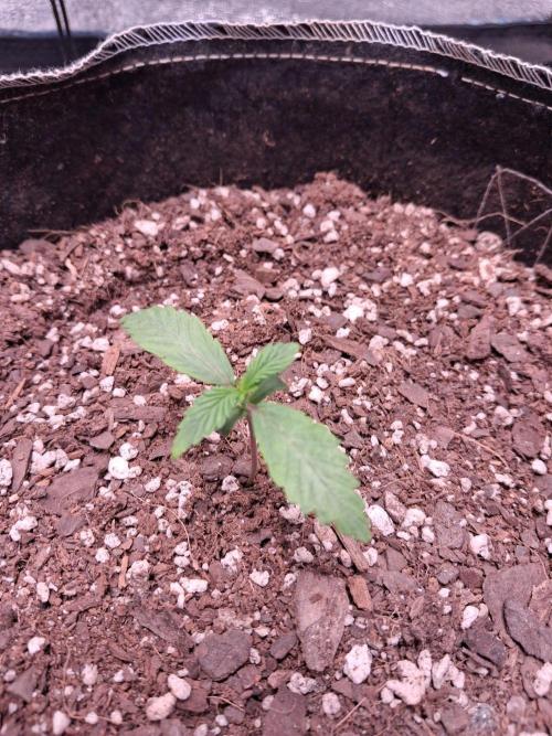 Cannabiz GG4. Week 1