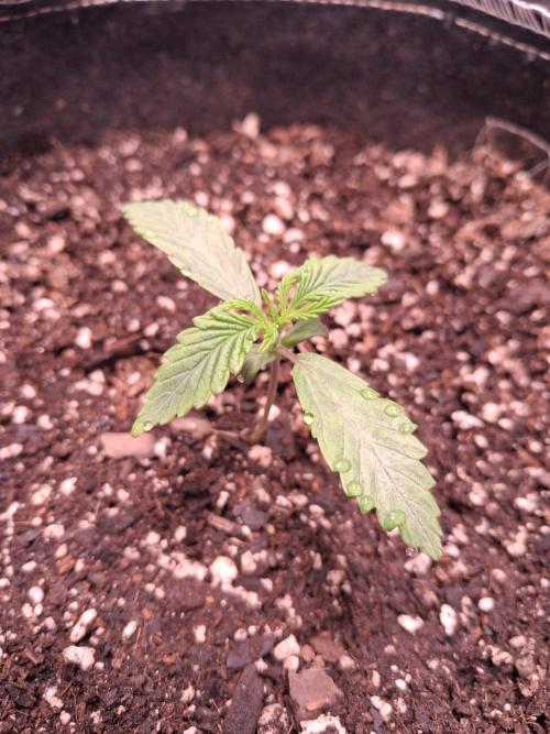 Cannabiz GG4. Week 2 - Day 12