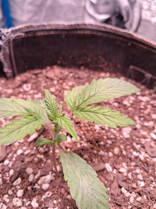 Cannabiz GG4. Week 2 - Day 15