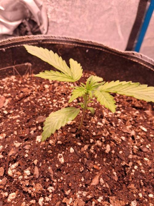 Cannabiz GG4. Week 2 - Day 17