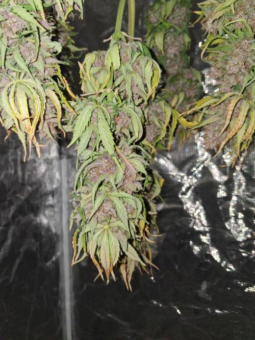 Purple Skywalker OG. Week 11