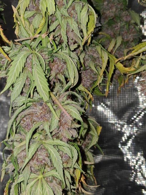 Purple Skywalker OG. Week 11