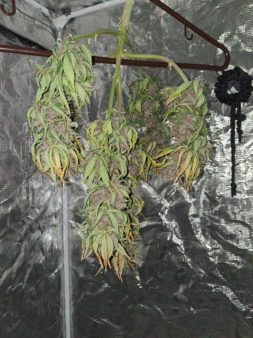 Purple Skywalker OG. Week 11