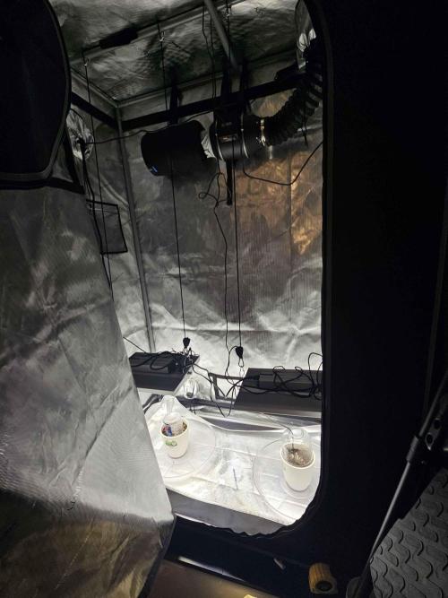 A Beginners Grow of Jack Herer. Week 0 - Grow lights at 40% from 14 inches