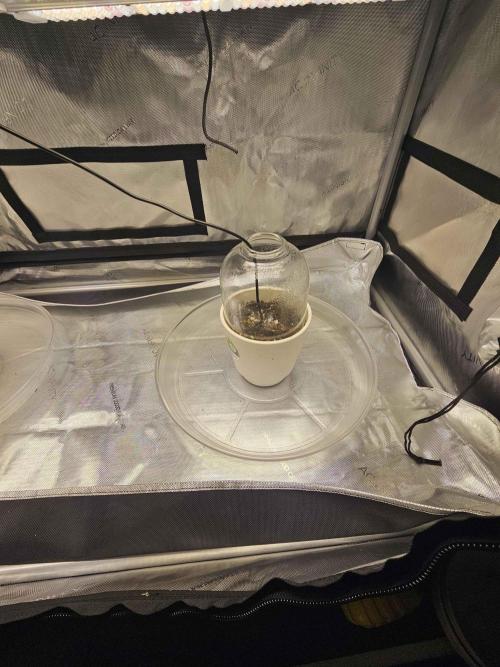 A Beginners Grow of Jack Herer. Week 0 - Day 1 after planting home made humdity domes about 25% humidity W/O Dome 