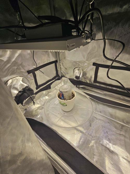 A Beginners Grow of Jack Herer. Week 0