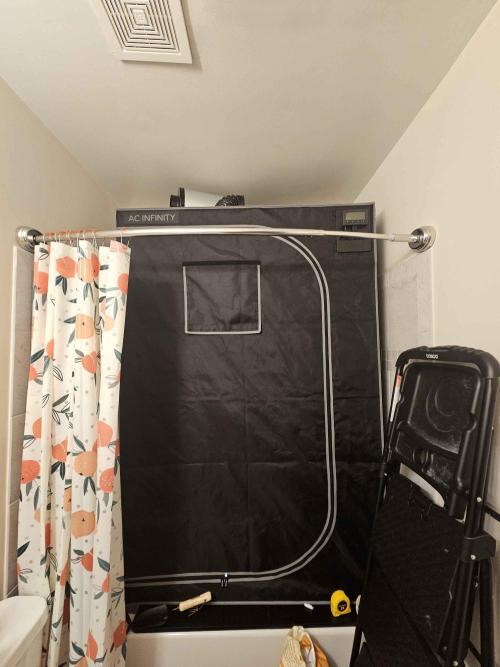 A Beginners Grow of Jack Herer. Week 0 - Shower set up - I have the tent on a desk top in the shower in our