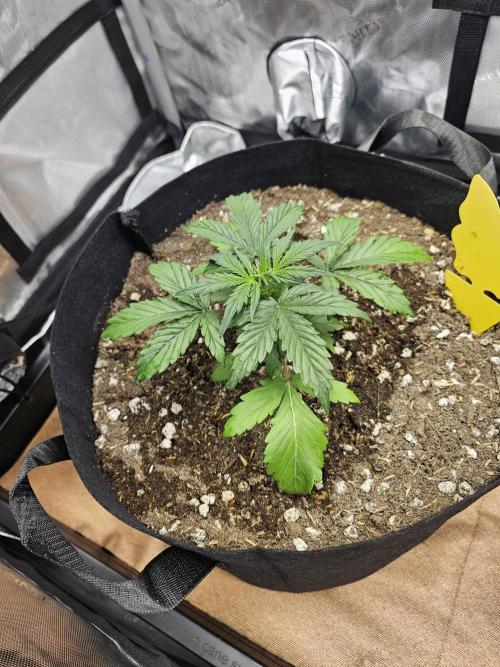 A Beginners Grow of Jack Herer. Week 2