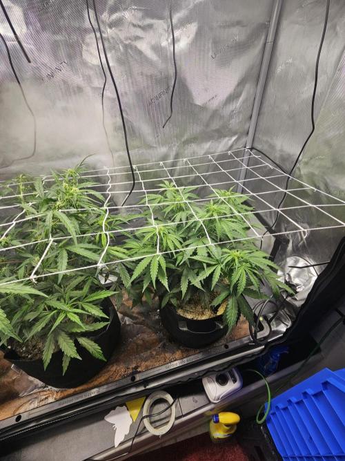 A Beginners Grow of Jack Herer. Week 8 - Jane
