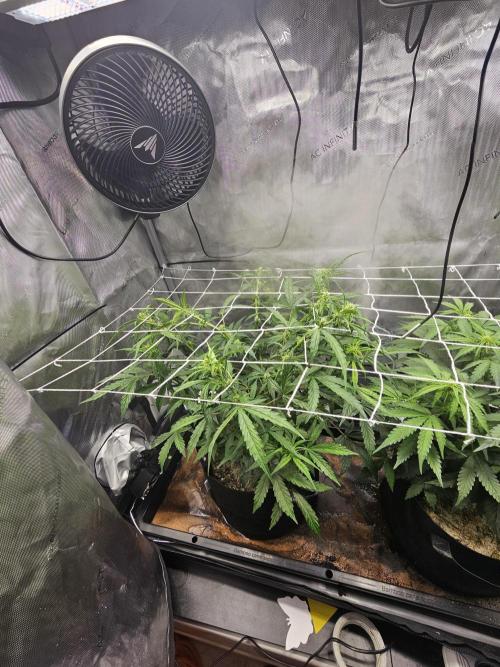 A Beginners Grow of Jack Herer. Week 8 - Mary