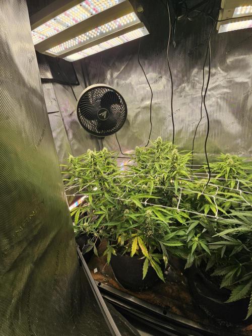 A Beginners Grow of Jack Herer. Week 8