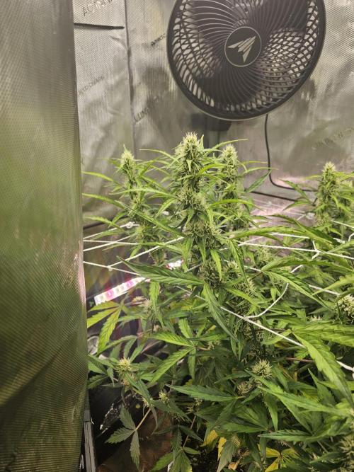 A Beginners Grow of Jack Herer. Week 8