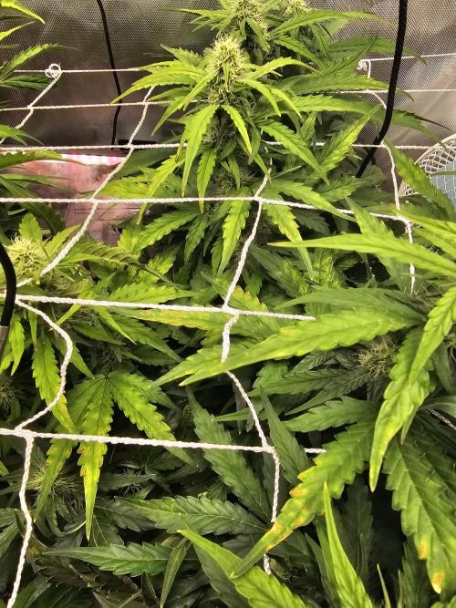 A Beginners Grow of Jack Herer. Week 8