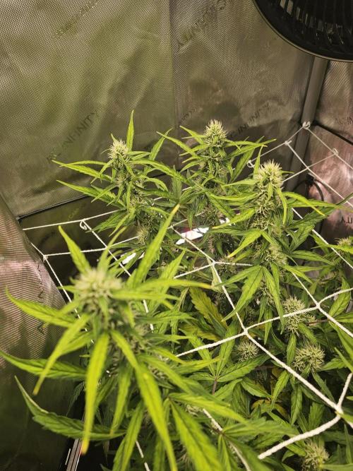 A Beginners Grow of Jack Herer. Week 8