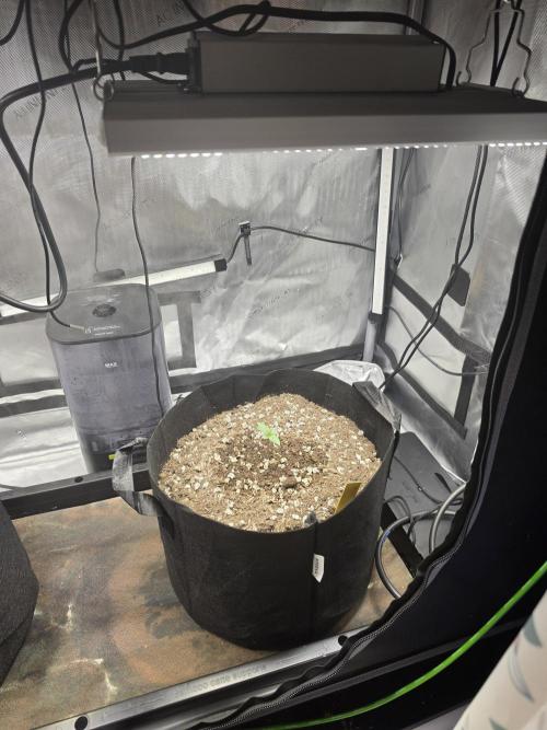 Bloodmoon and Mimosa - Grow 2. Week 1