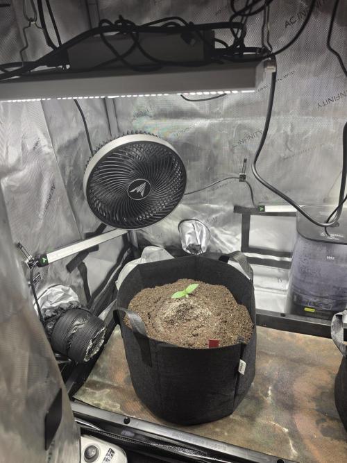 Bloodmoon and Mimosa - Grow 2. Week 1