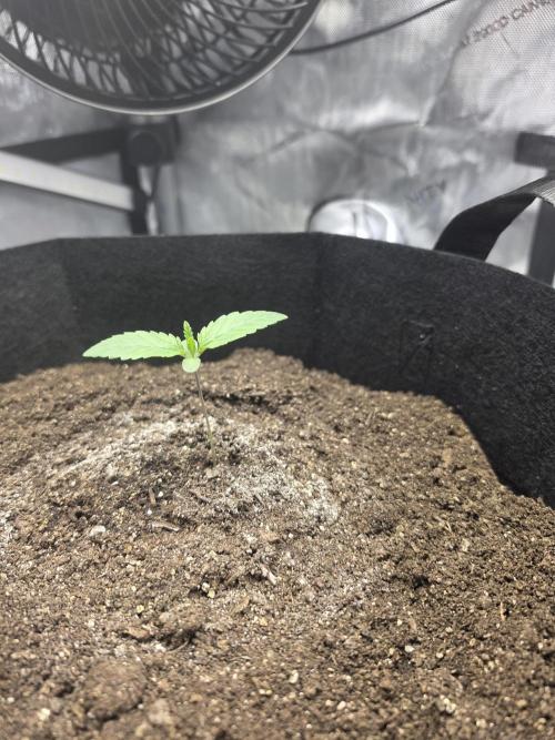 Bloodmoon and Mimosa - Grow 2. Week 1
