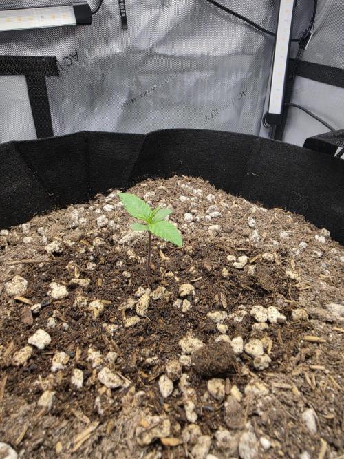 Bloodmoon and Mimosa - Grow 2. Week 1