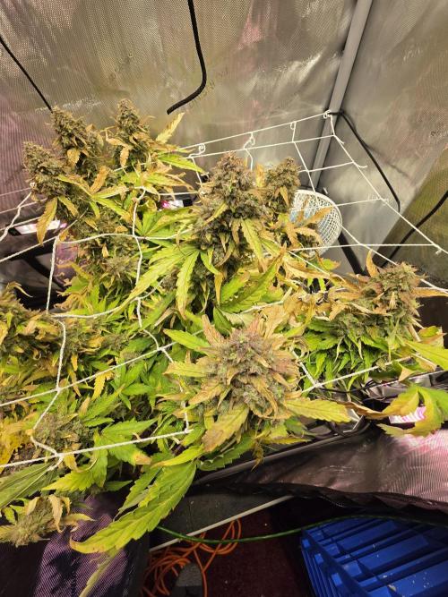 A Beginners Grow of Jack Herer. Week 12