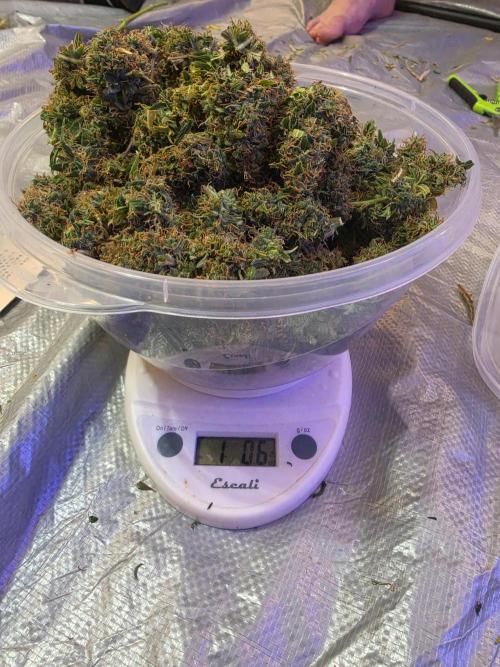 Cloudlab 642 Advance Grow Tent 4x2 (48 x 24 x 72). Week 12