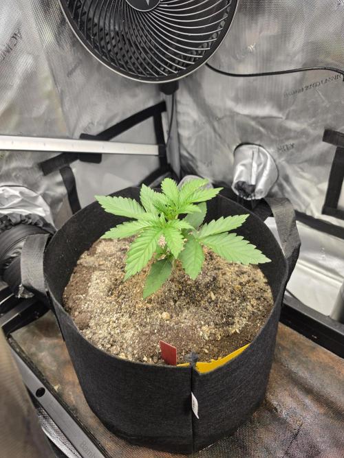 Bloodmoon and Mimosa - Grow 2. Week 2