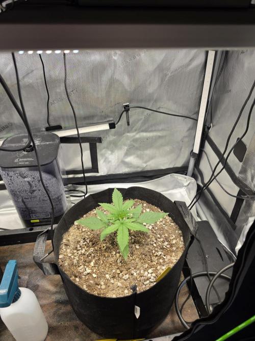 Bloodmoon and Mimosa - Grow 2. Week 2
