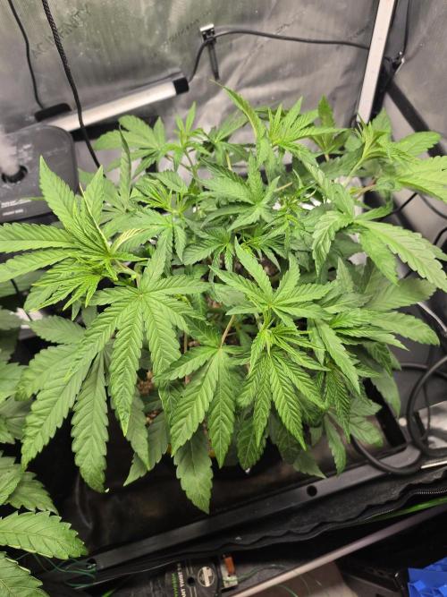Bloodmoon and Mimosa - Grow 2. Week 4