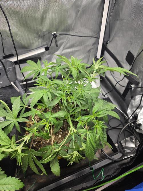 Bloodmoon and Mimosa - Grow 2. Week 4