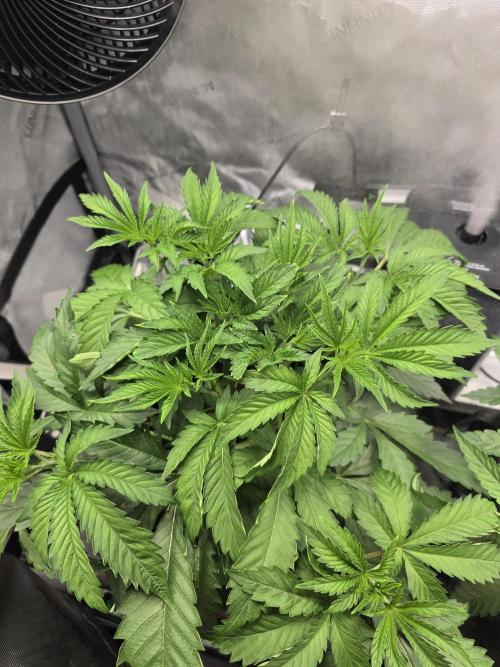 Bloodmoon and Mimosa - Grow 2. Week 4