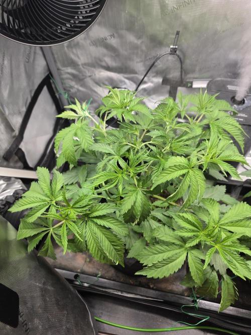 Bloodmoon and Mimosa - Grow 2. Week 4