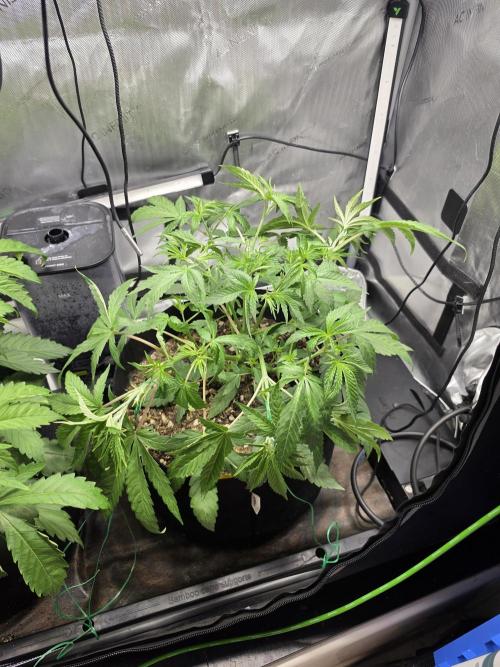 Bloodmoon and Mimosa - Grow 2. Week 4