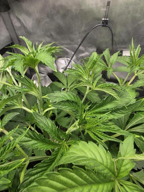 Bloodmoon and Mimosa - Grow 2. Week 4