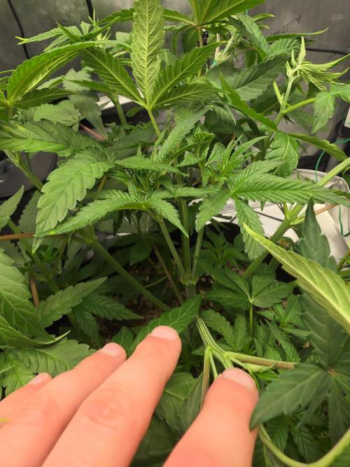 Bloodmoon and Mimosa - Grow 2. Week 5