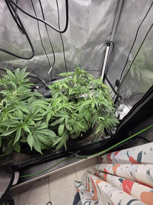 Bloodmoon and Mimosa - Grow 2. Week 5
