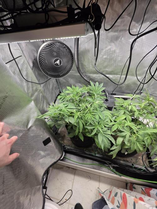 Bloodmoon and Mimosa - Grow 2. Week 5