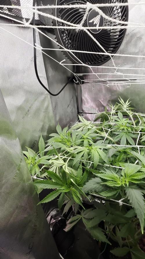 Bloodmoon and Mimosa - Grow 2