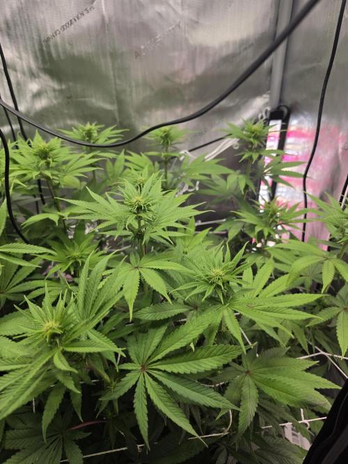Bloodmoon and Mimosa - Grow 2. Week 9