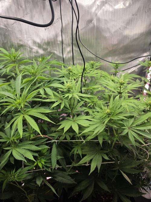Bloodmoon and Mimosa - Grow 2. Week 9
